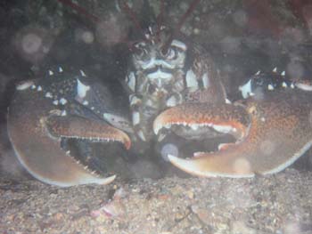 Homard sur le Messerschmitt