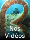 logo video